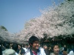 Highlight for Album: Hanami at Ueno Koen