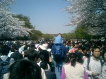 As the cherry blossom petals fall, Japanese people exclaim 