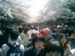So many people are now viewing the Cherry Blossoms! It takes me ages to get back to the train station.